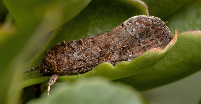 armyworm armyworm