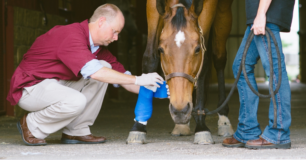 5 right ways to bandage and wrap a horse’s leg