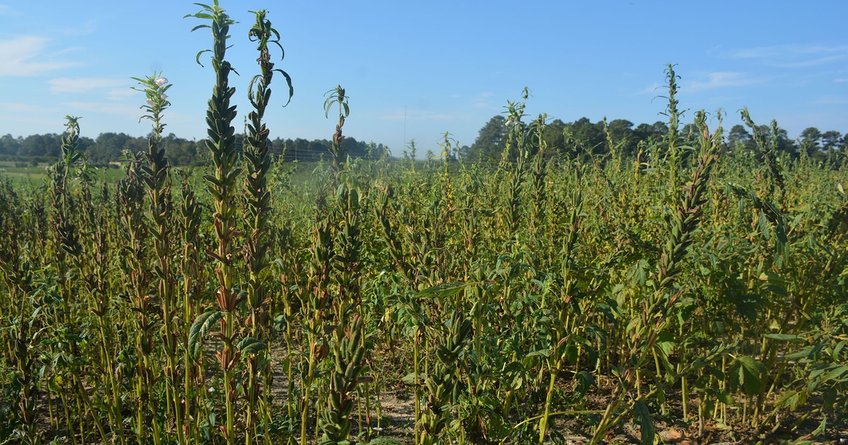 North Carolina takes a focused approach to new, emerging crops