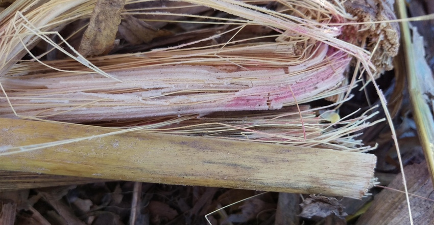 Gibberella stalk rot with the breakage at stalk node and the black raised fungal structures at the node 