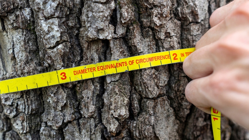 timber measuring circumference