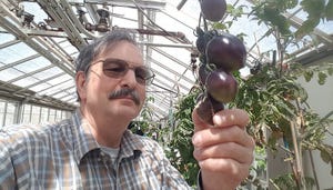 WFP-OSU-purple-tomato.jpg