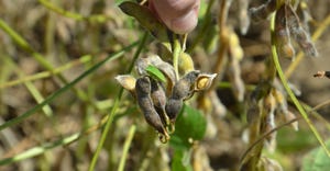 stinkbug on soybeans