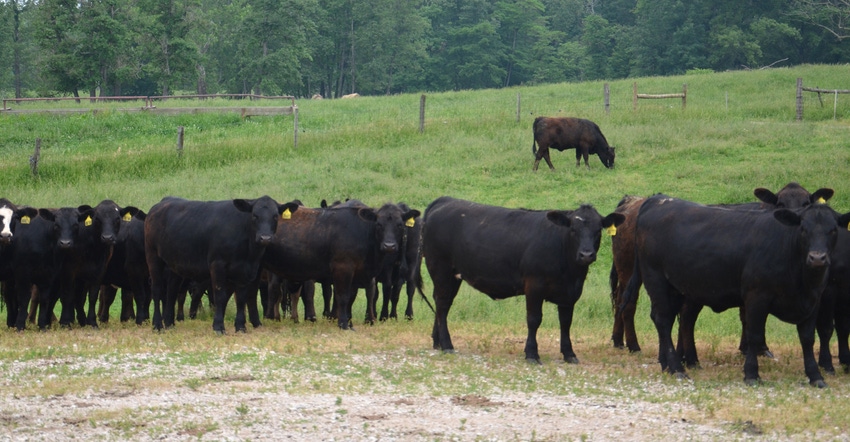cattle grazing in pasture