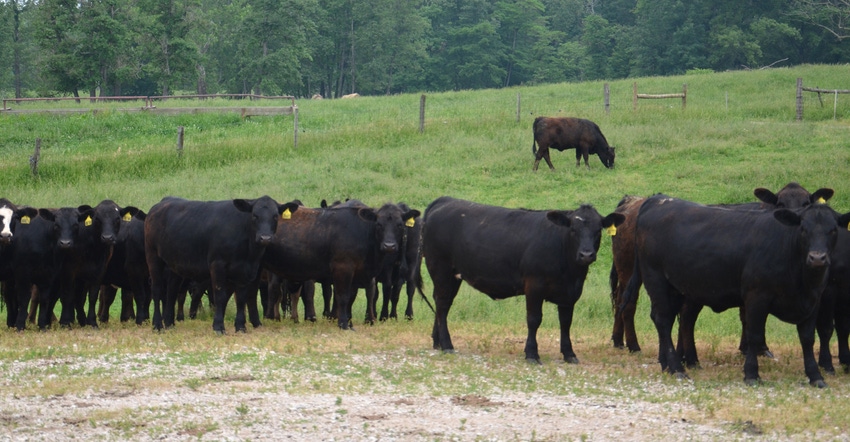 cattle grazing in pasture cattle grazing in pasture