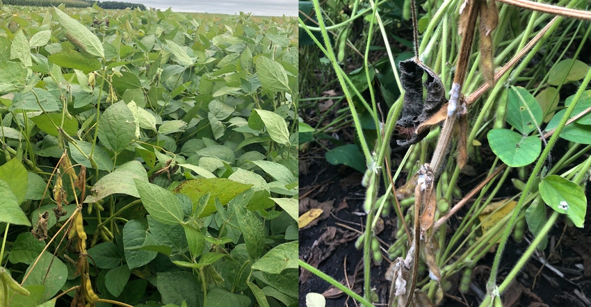 picture of White Mold and Goss’s Wilt. 