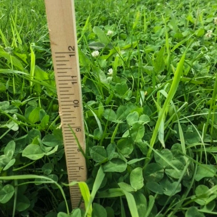A ruler measures 8- to 10-inch swards of pasture 