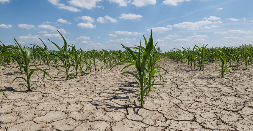 dry corn field with young corn plants dry corn field with young corn plants