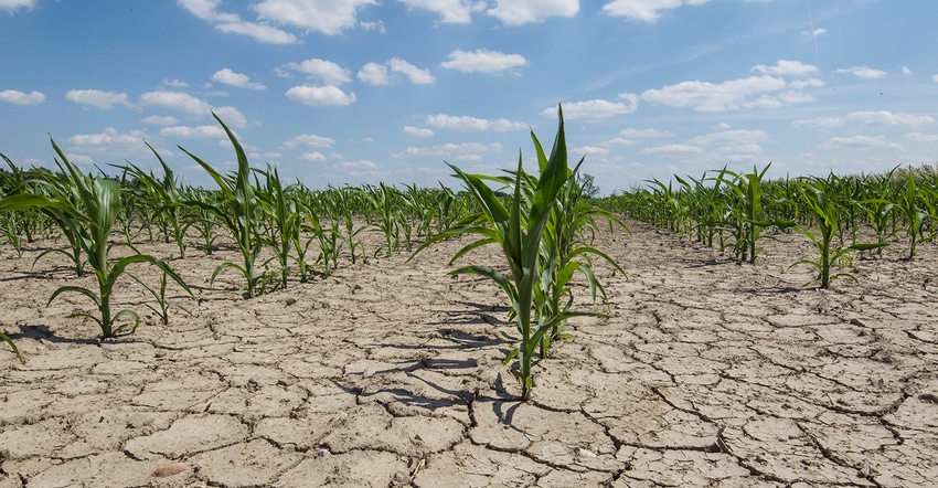 dry corn field with young corn plants 