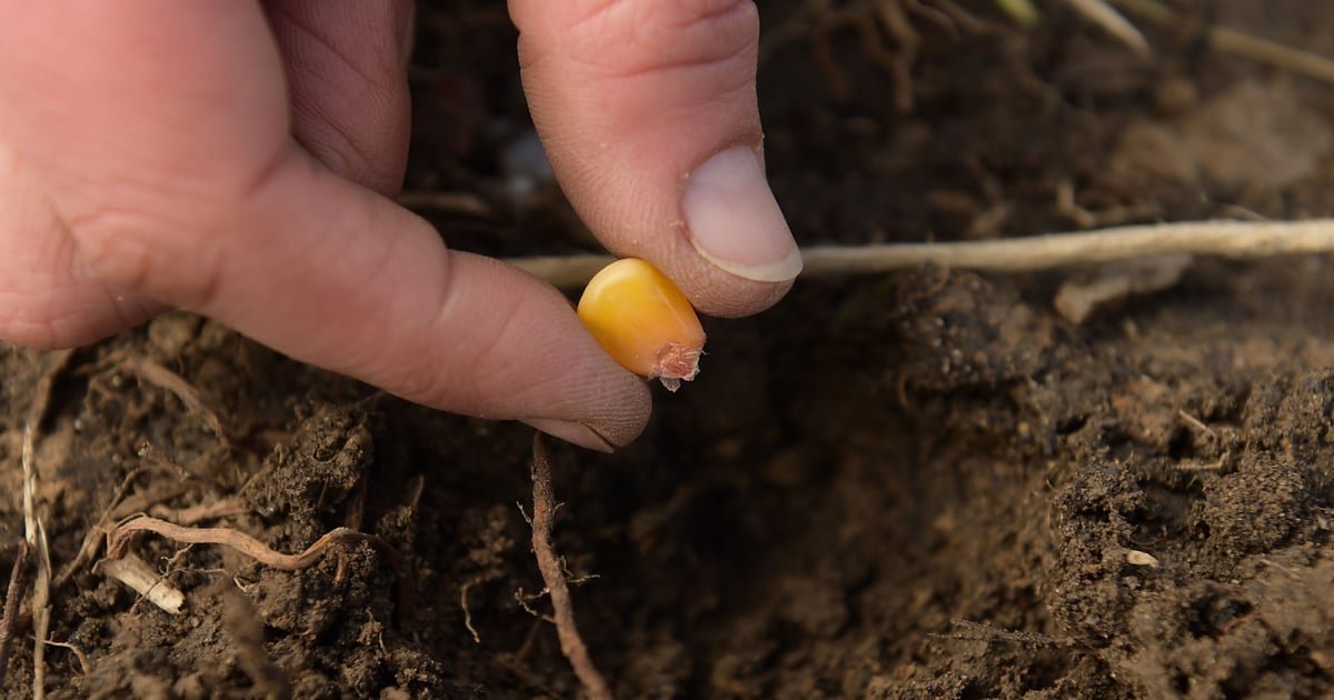 More seed choices for your 2027 shopping list