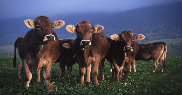Animal rights groups driven by agenda | Farm Progress