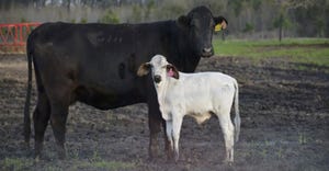 cow and three-quarter Gyr calf 