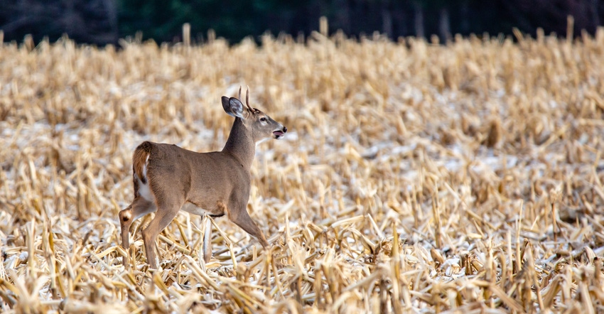 Young white-tailed deer buck in field