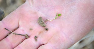 hand holding a pea seedling