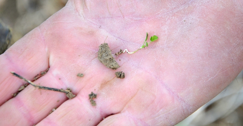 hand holding a pea seedling hand holding a pea seedling