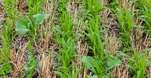 Close-up of cover crops growing between rows winter wheat stubble.