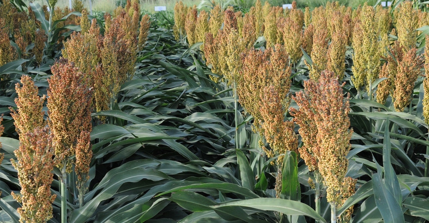 Sorghum in field