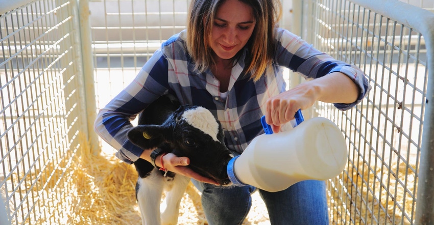Woman feeding a Holstein calf a bottle of milk