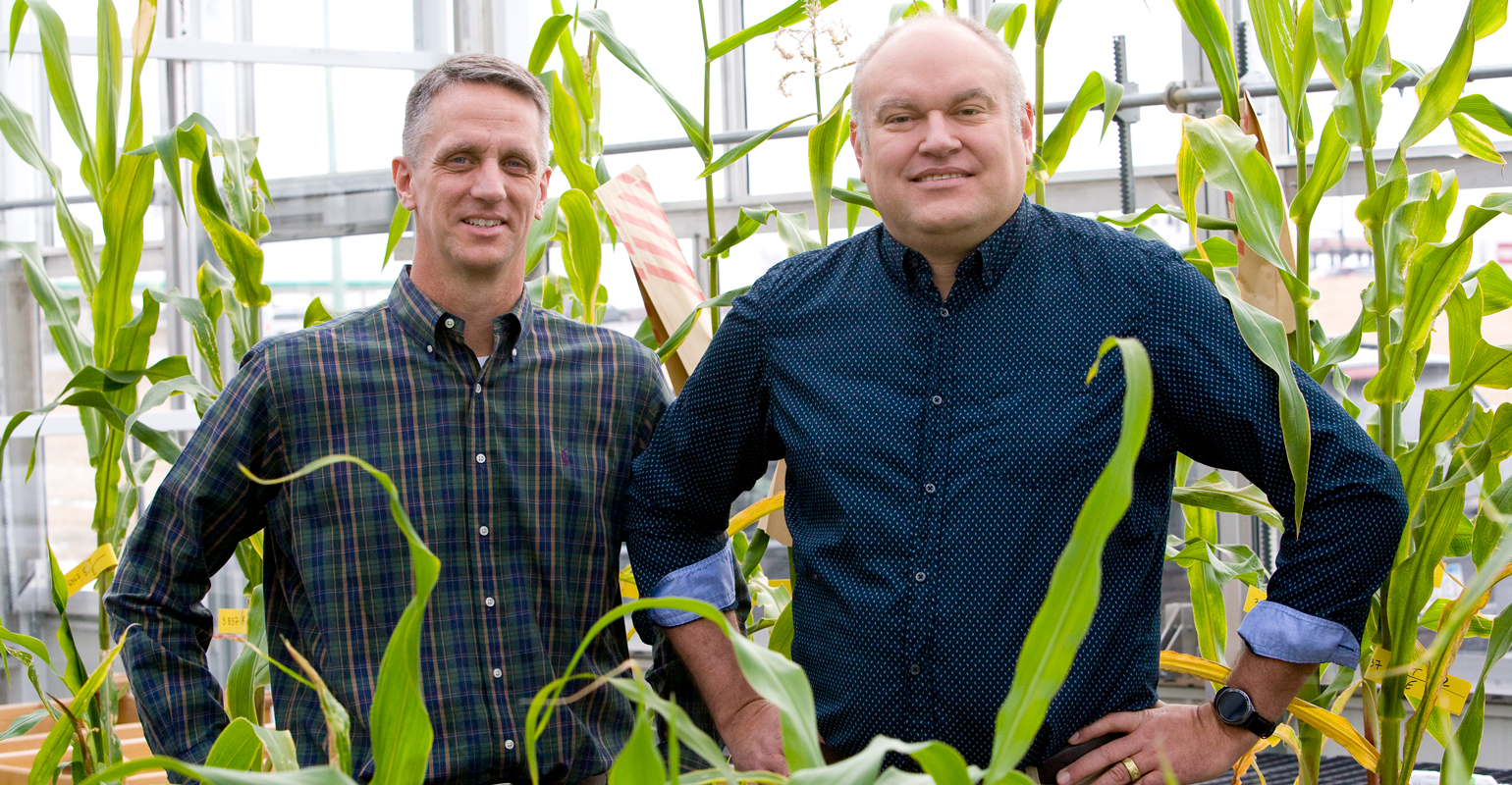 Maximizing pollen to boost corn seed output
