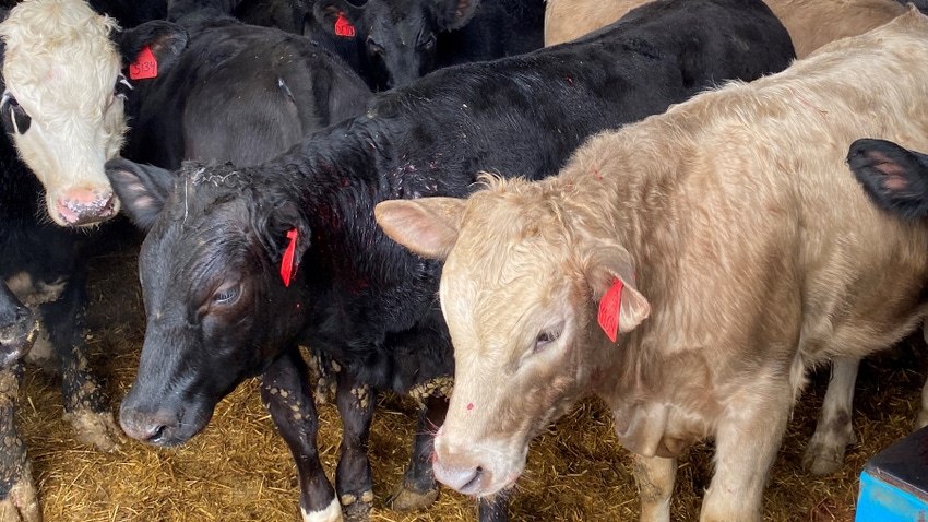 cows in feed barn