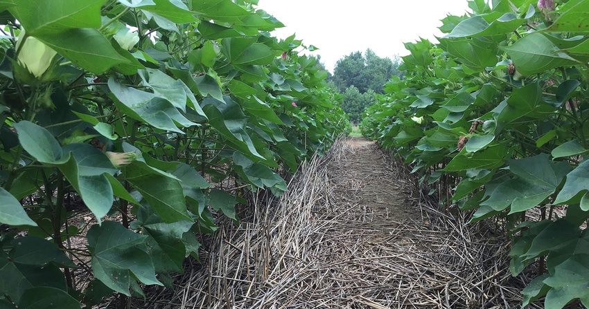Cotton-row-groundcover-1-Brentcopy.jpg Cotton-row-groundcover-1-Brentcopy.jpg