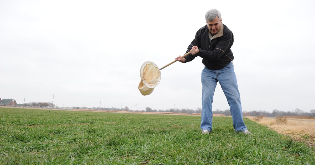 Oklahoma's wheat crop looks good; scout for aphids