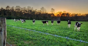 Dairy cows in field with sunset