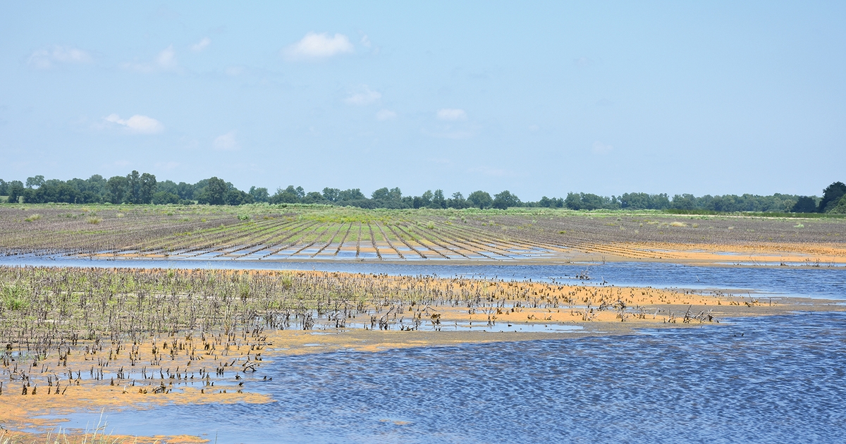 Crop insurance revises prevented planting coverage rules