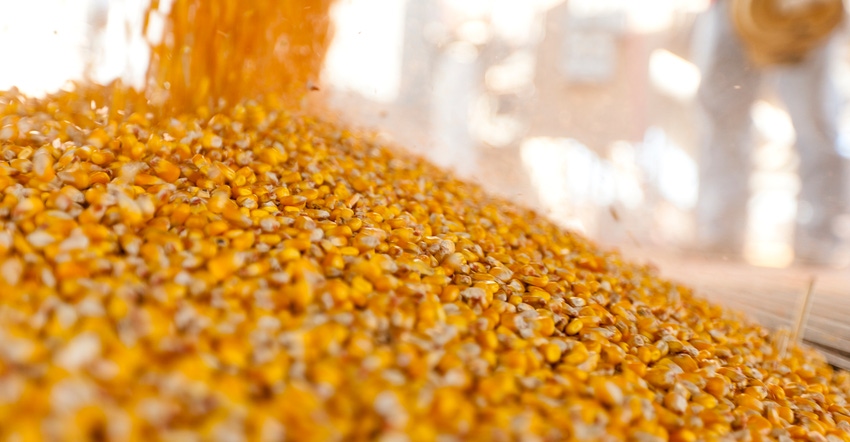 corn being harvested into grain cart