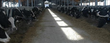resting_important_dairy_cows_1_635676727490475386.jpg