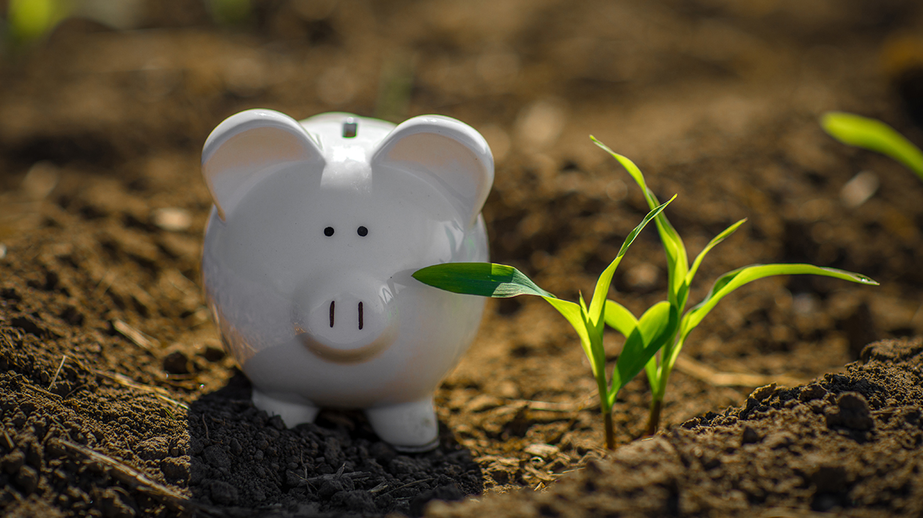 Piggy bank in field next to corn sprouts