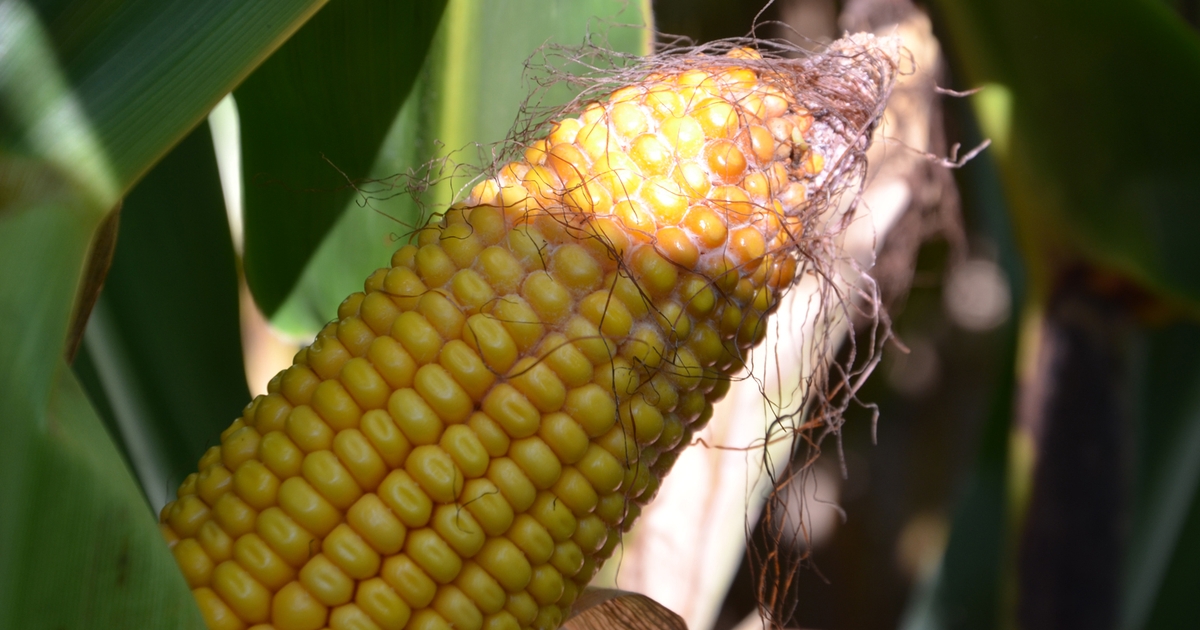 follow-these-tips-for-handling-corn-with-mold