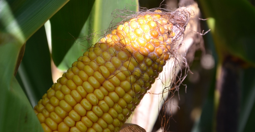 ear of corn with silks