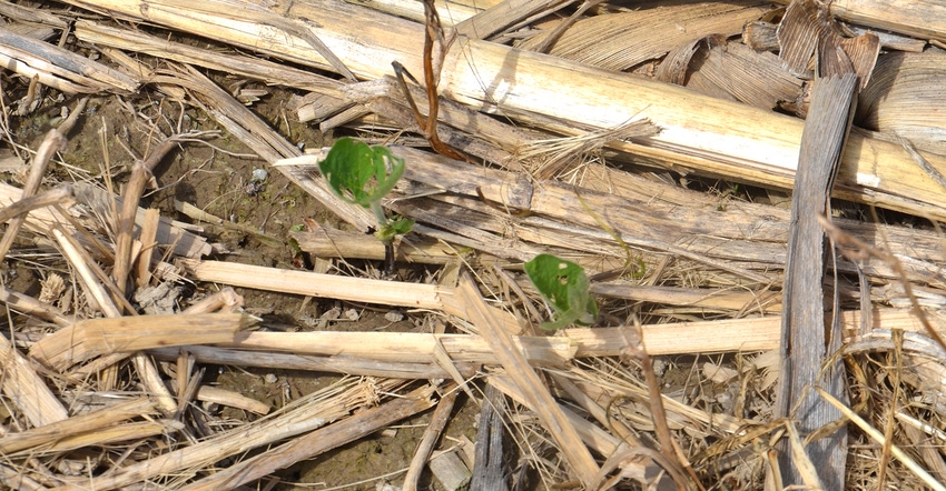 no-till soybean field with signs of bean beetle feeding