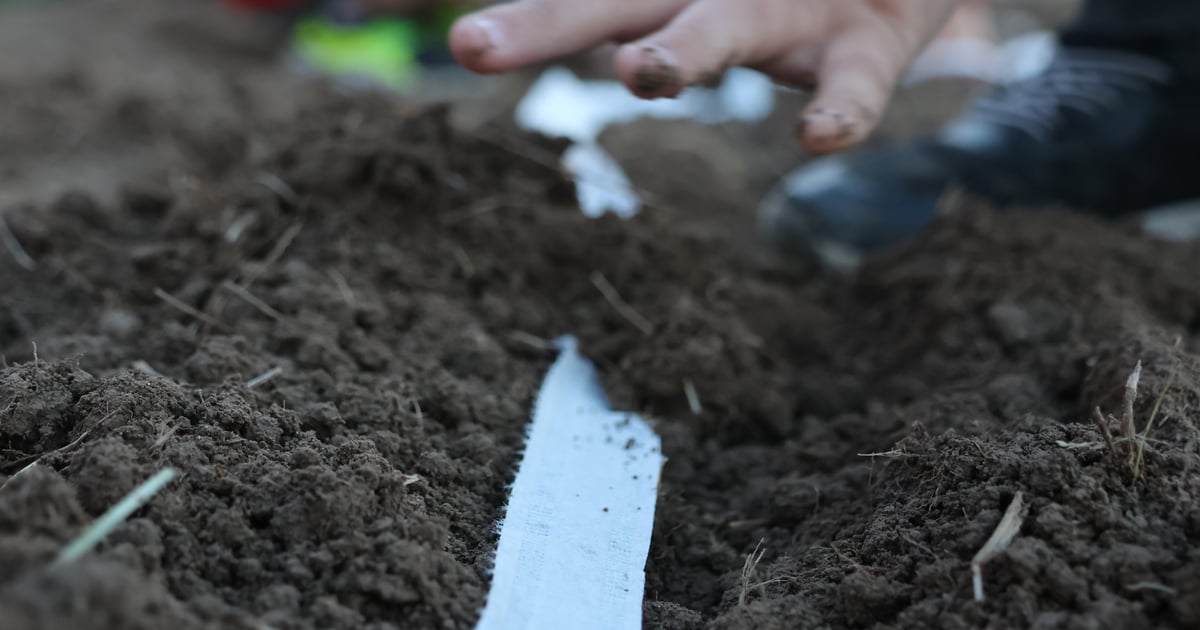 The biggest surprise from my first seed tape garden