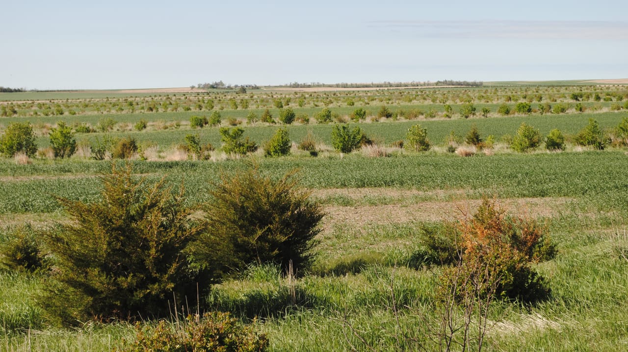 Windbreaks How windbreak tree seedlings are processed and distributed