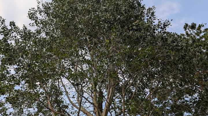 Quaking aspen: Friendly trees for your farmstead