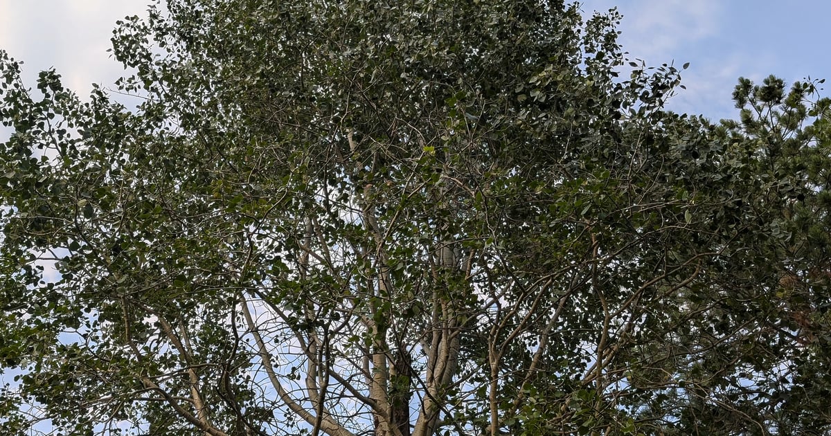 Quaking aspen: Friendly trees for your farmstead