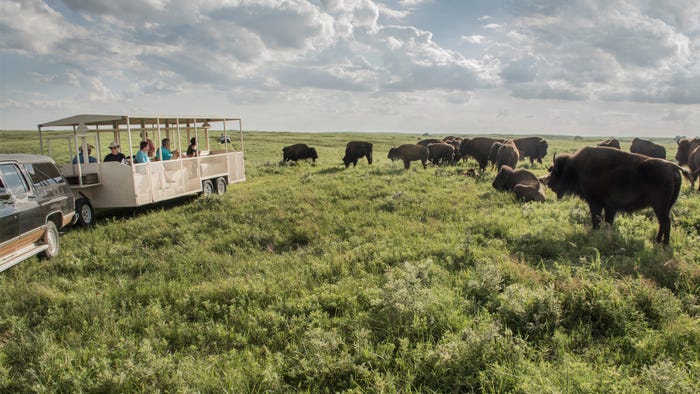 Bison in field with visitors viewing them