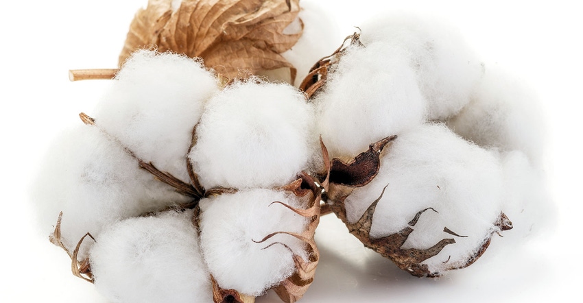 Cotton-Boll-Getty-Images-iStockphoto-925175652.jpg Cotton-Boll-Getty-Images-iStockphoto-925175652.jpg