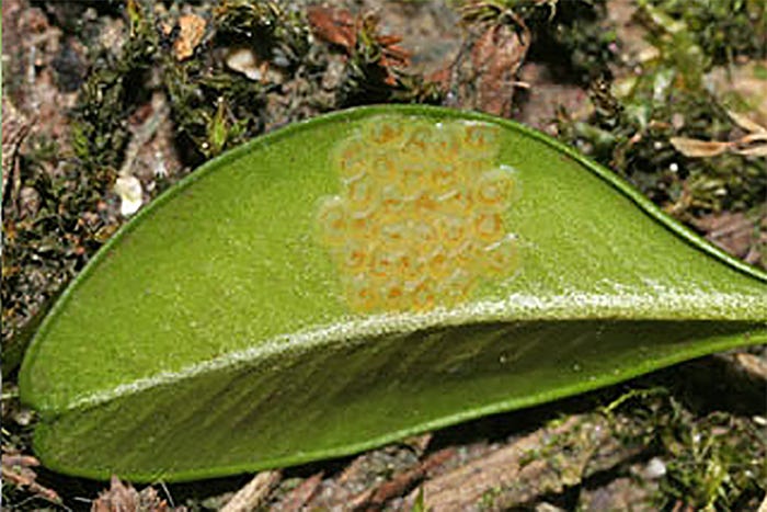 walterschon_egg-mass-under-leaf.jpg