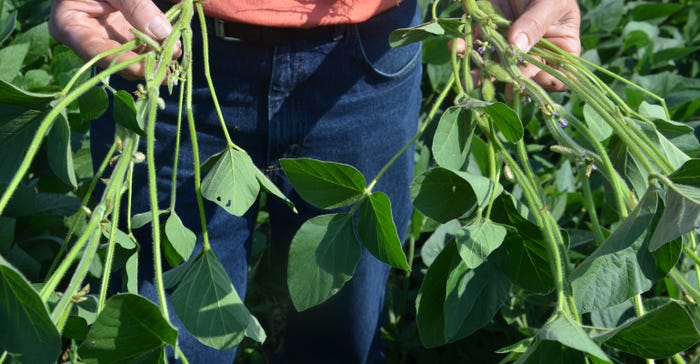 soybean plants up close
