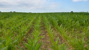 young cornfield exhibiting nitrogen deficiency against blue cloudy sky