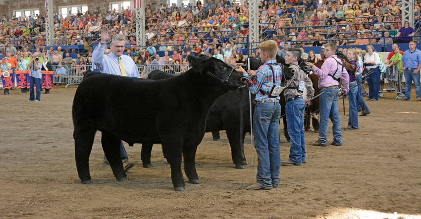 steer show at Illinois State Fair