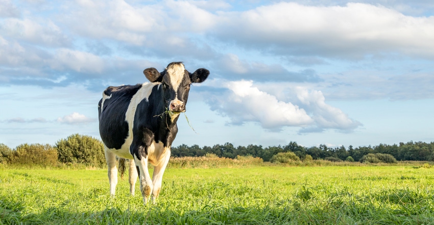 Dairy cow in field Dairy cow in field