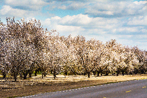 Almond_bloom_with_clouds-copy.gif