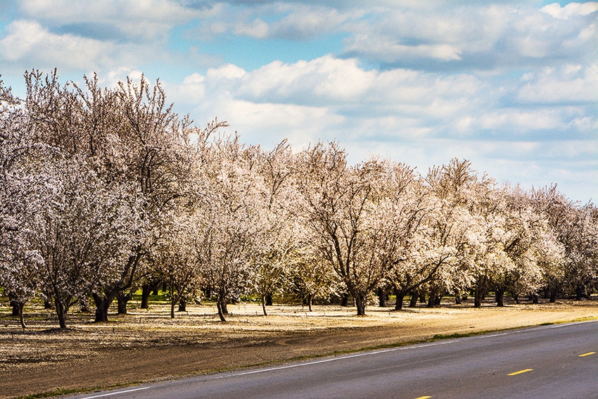 Almond_bloom_with_clouds-copy.gif
