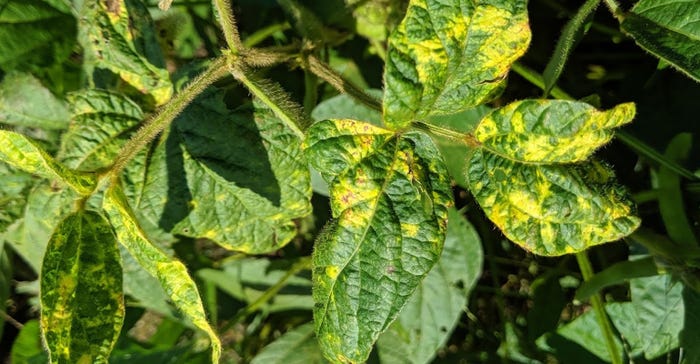 A genetic abnormality in soybeans shown on leaves