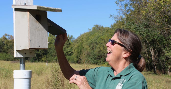 Krista Magaw peeks at the nest in a bluebird nesting box 