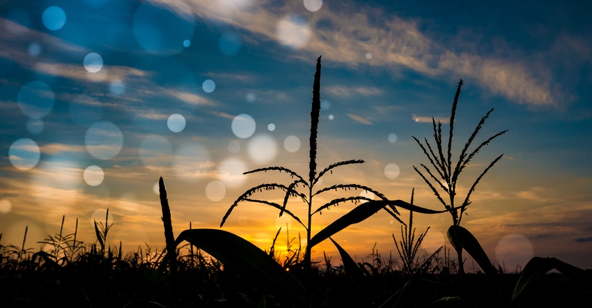Silhouette corn plant on the background of the sunset sky
